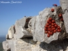 Ladybugs Kingdom ( Coccinellidae ) 01.jpg